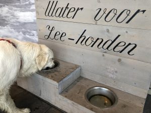 Water voor zee-honden