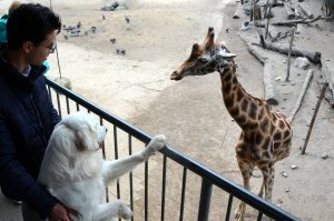 Face to face met giraf