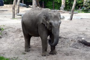 Thabo de baby olifant