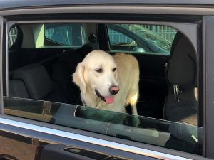 Hond in auto bij aankomst honden creche