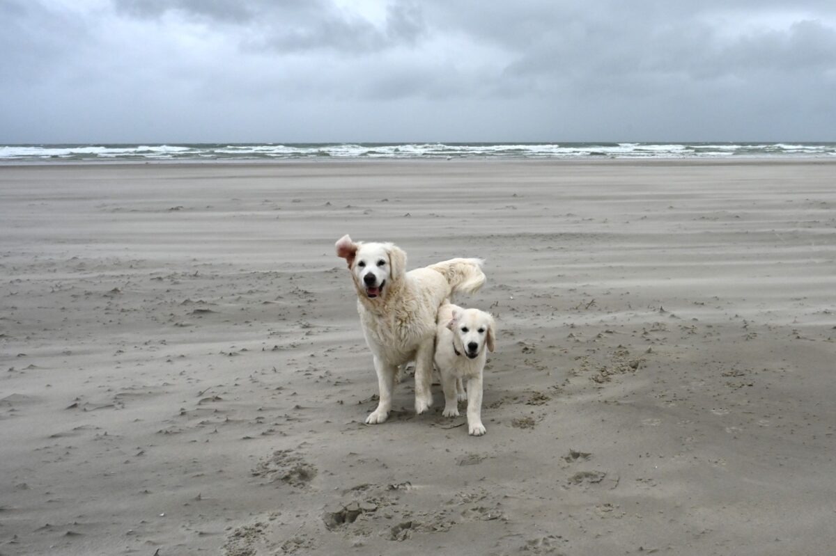 Dubbel goud op Terschelling